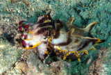 Flambouyant CuddlefishIMG_2105.jpg