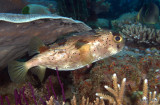 PufferIMG_2749.jpg