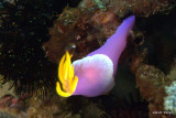 Nudibranch 100420_0159.jpg