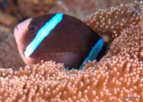 Clown Anenomefish 100424_9472.jpg