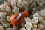 Clown Anenomefish  100424_9536.jpg
