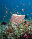 Coral with numerous Jewel Fairy Basslets 100426_9043.jpg