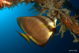 Batfish 100422_9704.jpg