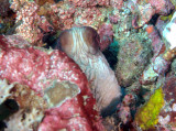Octopus peeking out100424_9582.jpg