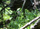 Yellow-billed Cuckoo (Paradise Pond)