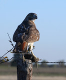 Red-tailed Hawk with Catch