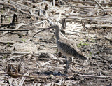 Long-billed Curlew South Padre Island BC