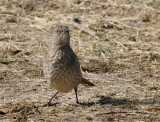 Curve-billed Thrasher Estero LLano Grande SP