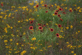 Wildflowers at Charlies Pasture
