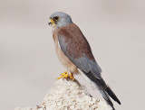 Lesser Kestrel