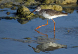 Redshank