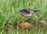 Water Pipit