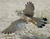 Common Kestrel flight