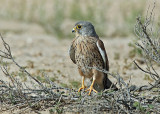 Common Kestrel male.