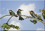 European Bee Eaters