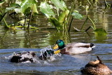 splashing mallard.jpg