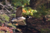 MIIN8710-Edit.jpg