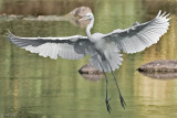IMG_0790-Edit.jpg