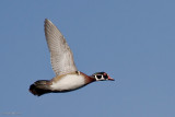 best wood duck 4