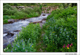 Sneffels Creek and Wildflowers