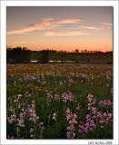 Wildflowers, Last Light, Washington County
