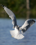 South end of a north bound gull.