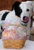Joey found his Easter Basket!