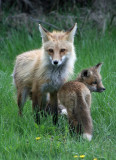 Fox with kit