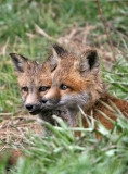 Fox kits