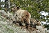 Grizzly with yearling cub