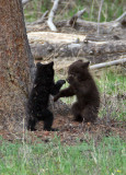 Playing cubs