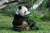 Tian Tian