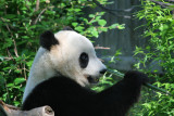 Tai Shan
