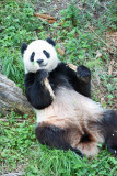 Tai Shan