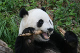 Tai Shan