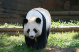 Lun Lun