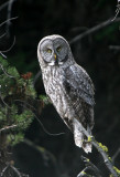 Great Gray Owl