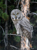 Great Gray Owl