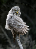 Great Gray Owl