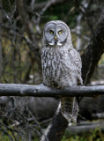 Great Gray Owl