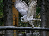 Great Gray Owl