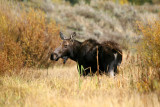 Momma Moose