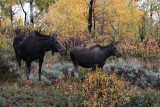 Momma moose and calf