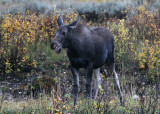 Moose calf