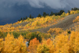 Fall foliage