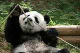 Mei Lan