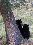 Mom & cub