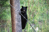 Black Bear cub