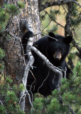 Black Bear cub