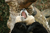 Roar....
